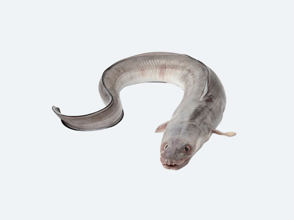 Anago (Conger Eel, Fresh)