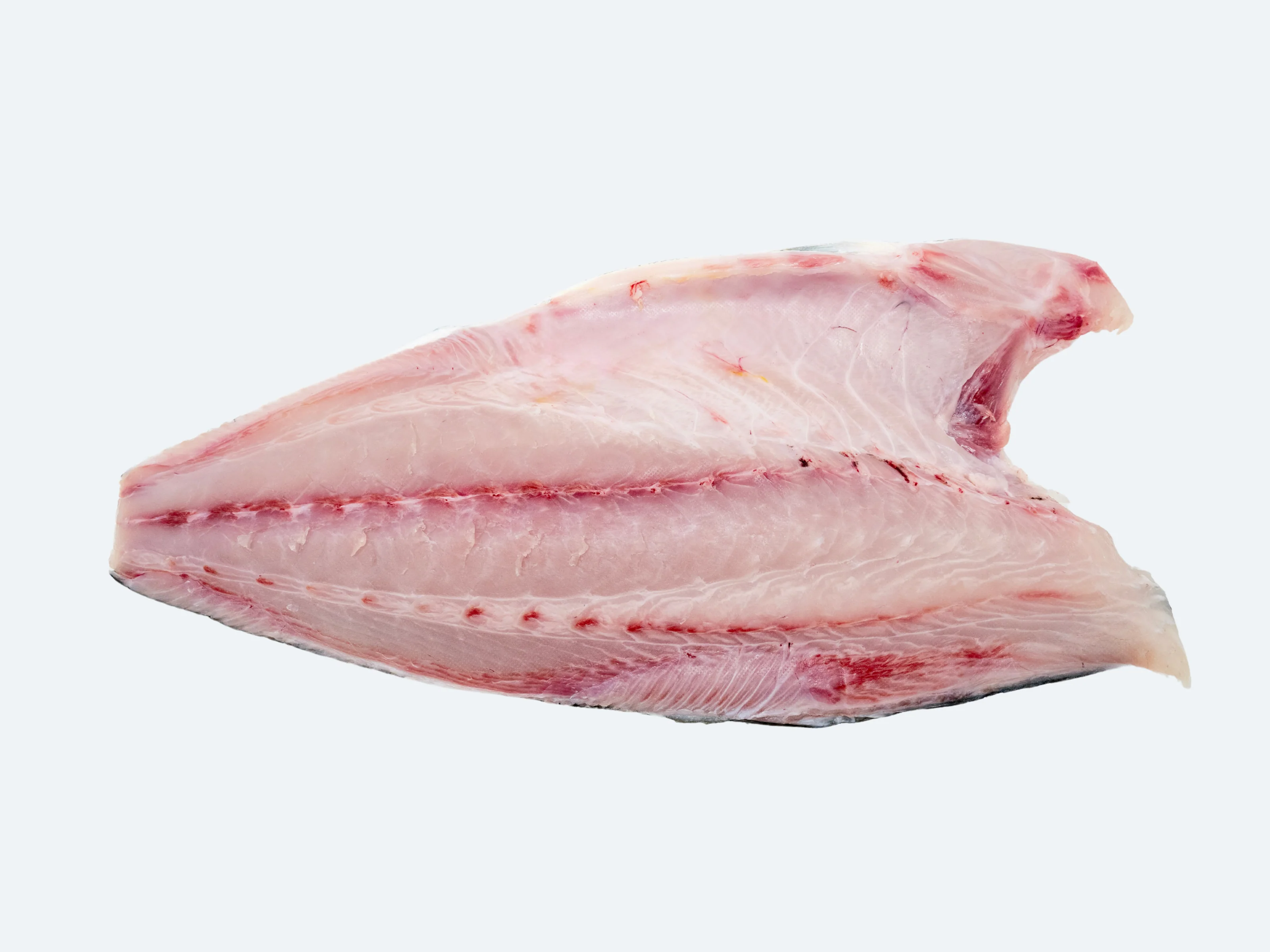Japanese Kanpachi (Amberjack), Fillet - Image 3