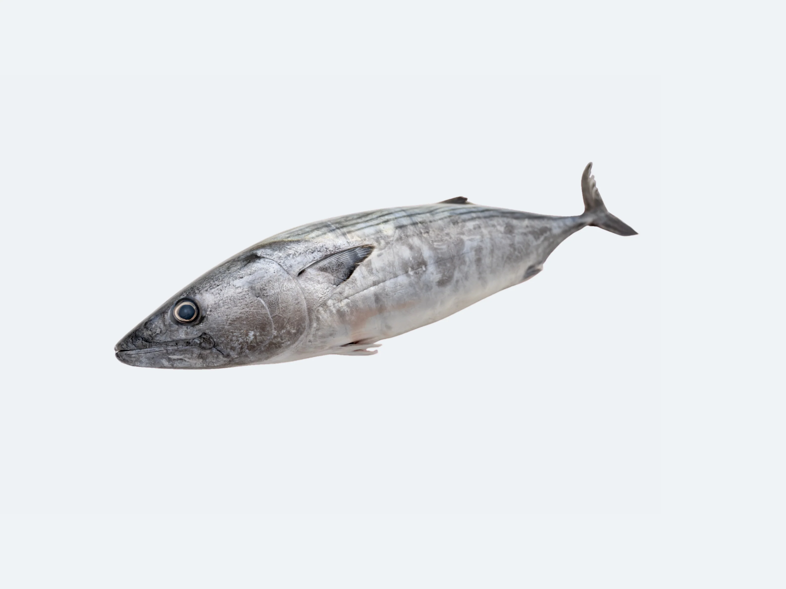 Katsuo (Bonito) - Image 2