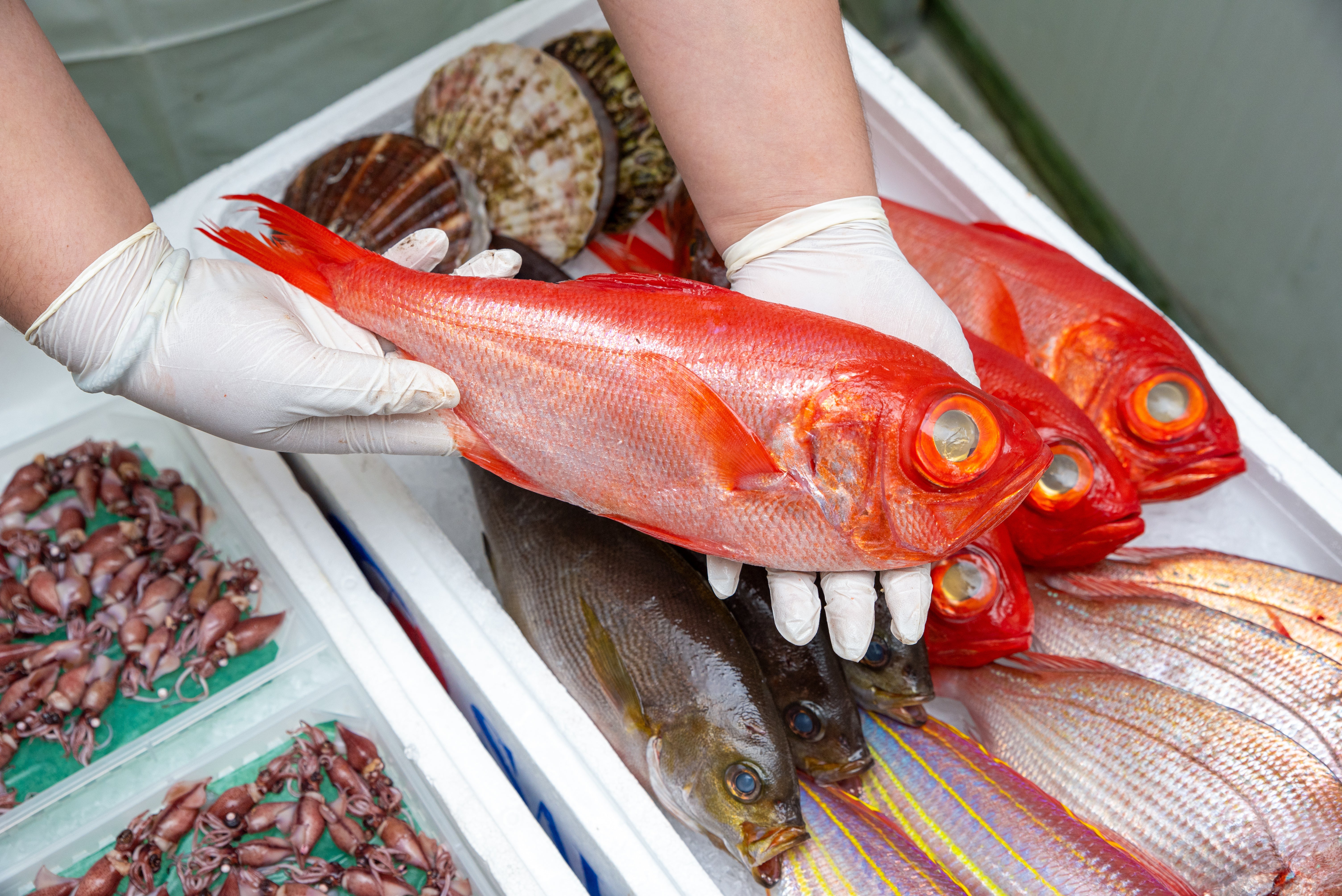 Kinmedai (Alfonsino) - Image 6