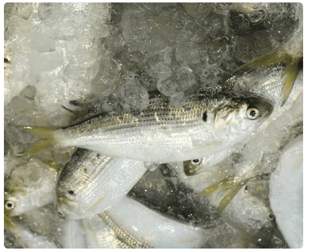Kohada (Shad, Fresh) - Image 3
