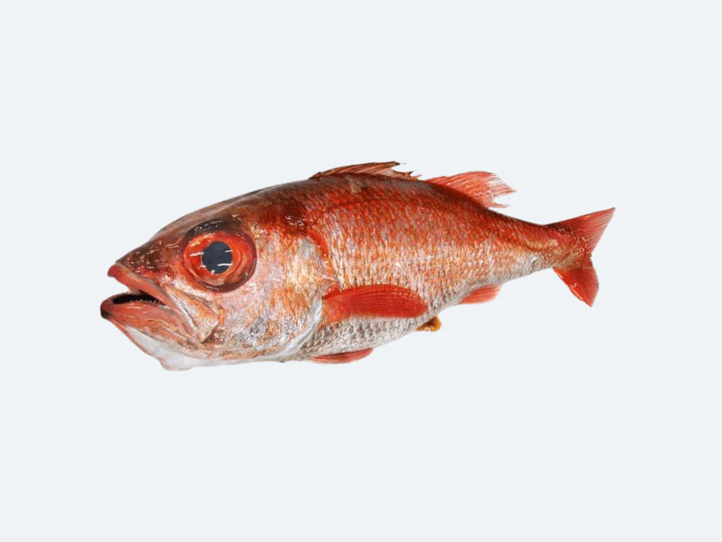 Nodoguro (Blackthroat Sea Perch, Fresh) - Image 2