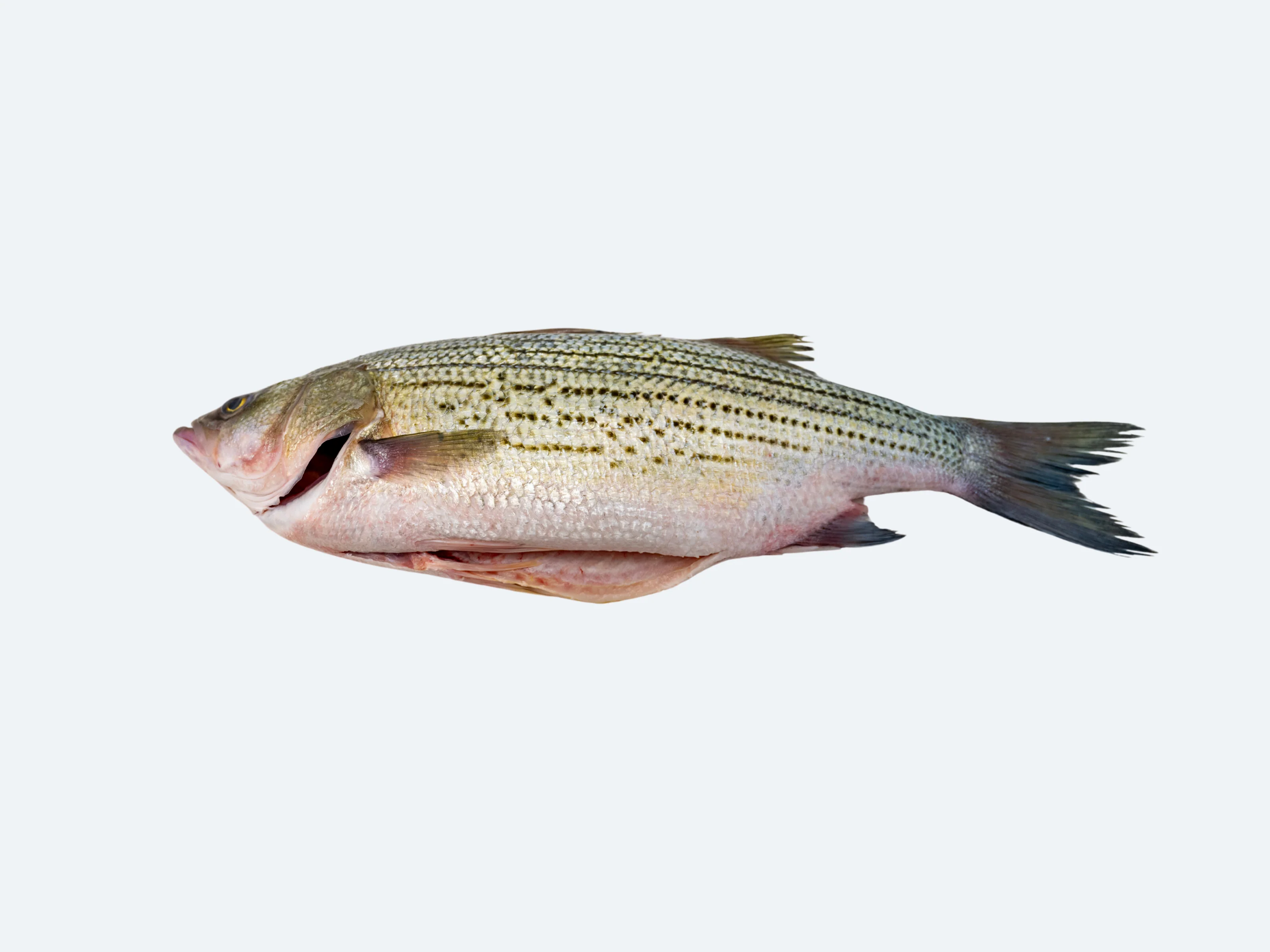Striped Bass (Whole Fish) - Image 4
