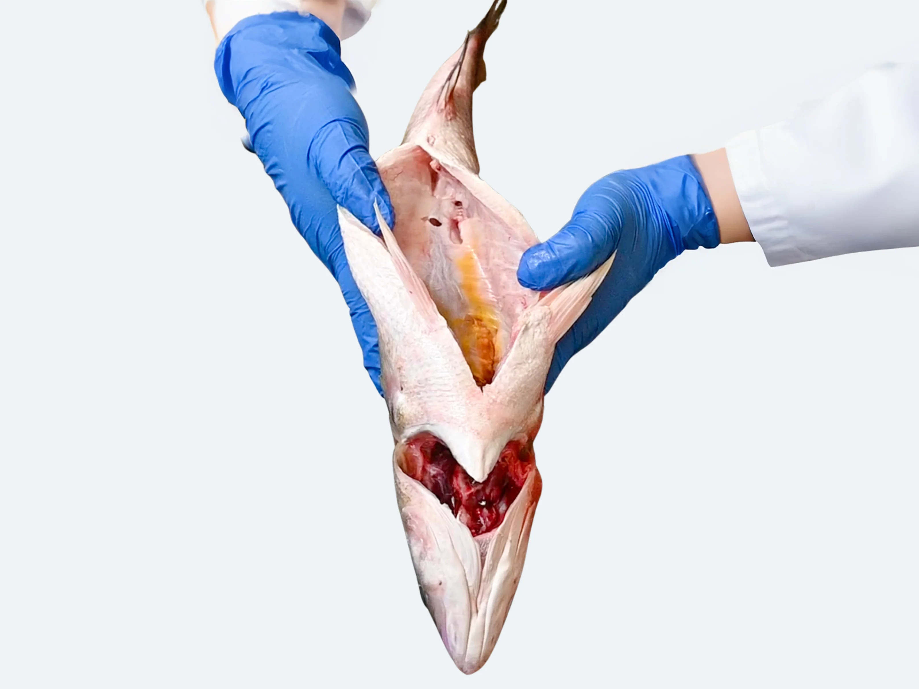 Striped Bass (Whole Fish) - Image 5